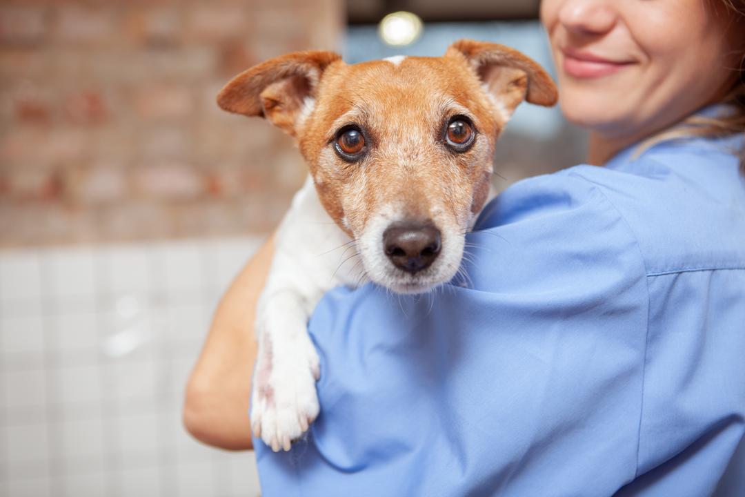 Pet Vaccination Services in Stratford-upon-Avon | Ark Vets